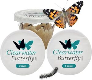 Best Clearwater Butterfly Painted Lady Butterflies 10 Live Caterpillars – Top Amazon Pick