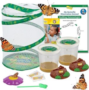 Best Insect Lore Butterfly Garden with 10 Live Baby Caterpillars – Top Amazon Pick